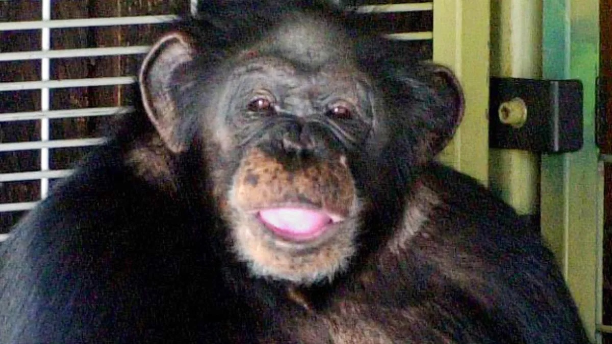 Travis The Chimp